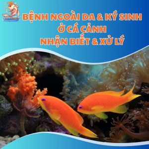 benh-ngoai-da-&-ky-sinh