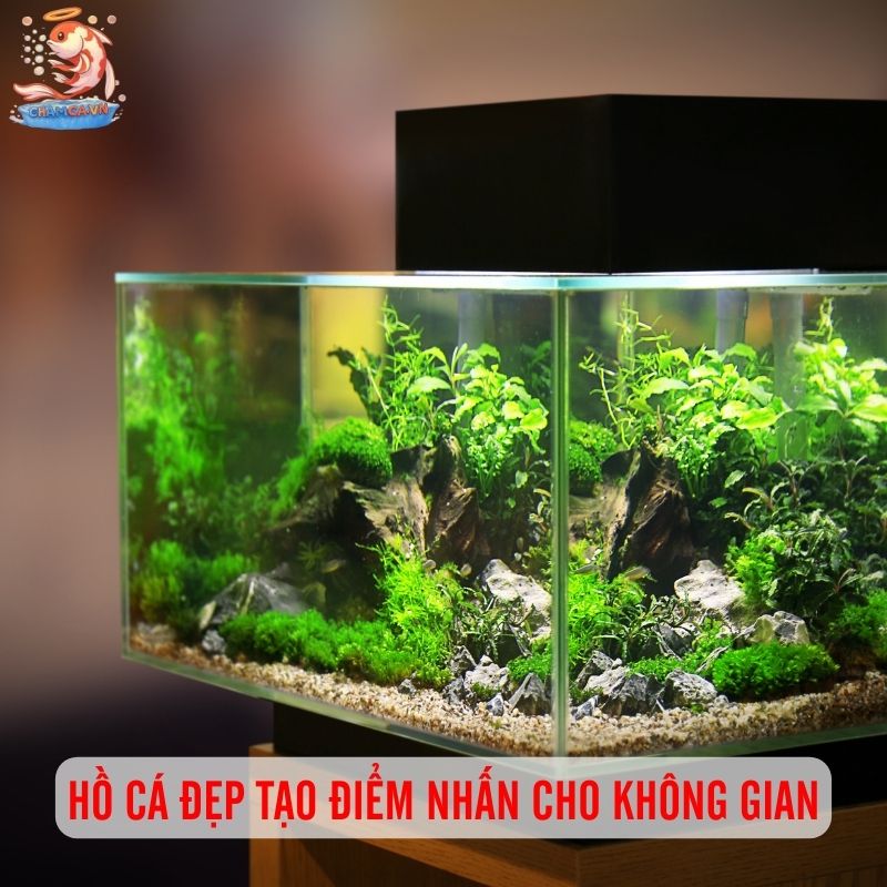 5 Bố Cục Trang Trí Hồ Cá Đẹp & Dễ Setup Nhất 1 Hồ cá đẹp tạo điểm nhấn cho không gian