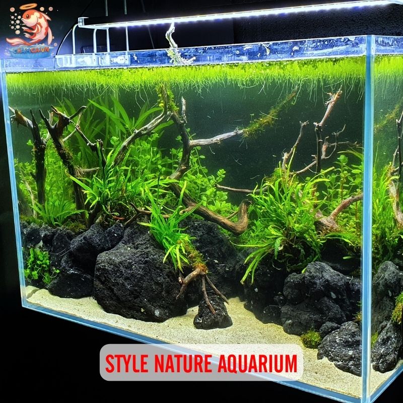 5 Bố Cục Trang Trí Hồ Cá Đẹp & Dễ Setup Nhất 3 Style Nature Aquarium