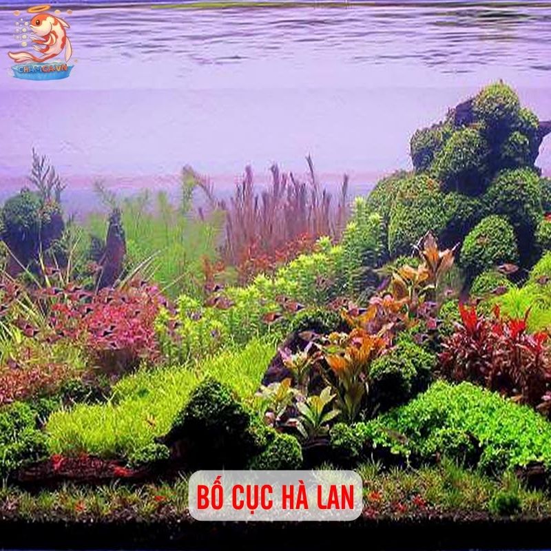 5 Bố Cục Trang Trí Hồ Cá Đẹp & Dễ Setup Nhất 4 Bố cục Hà Lan