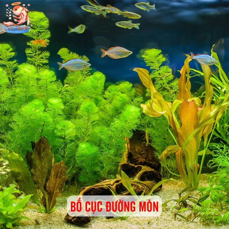 5 Bố Cục Trang Trí Hồ Cá Đẹp & Dễ Setup Nhất 6 Bố cục đường mòn