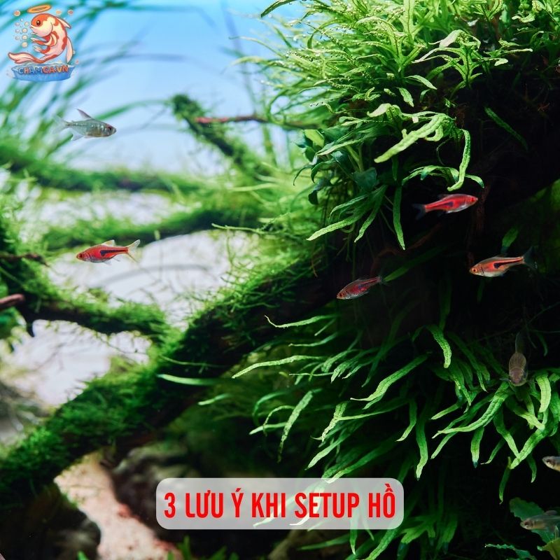 5 Bố Cục Trang Trí Hồ Cá Đẹp & Dễ Setup Nhất 7 3 lưu ý khi setup hồ