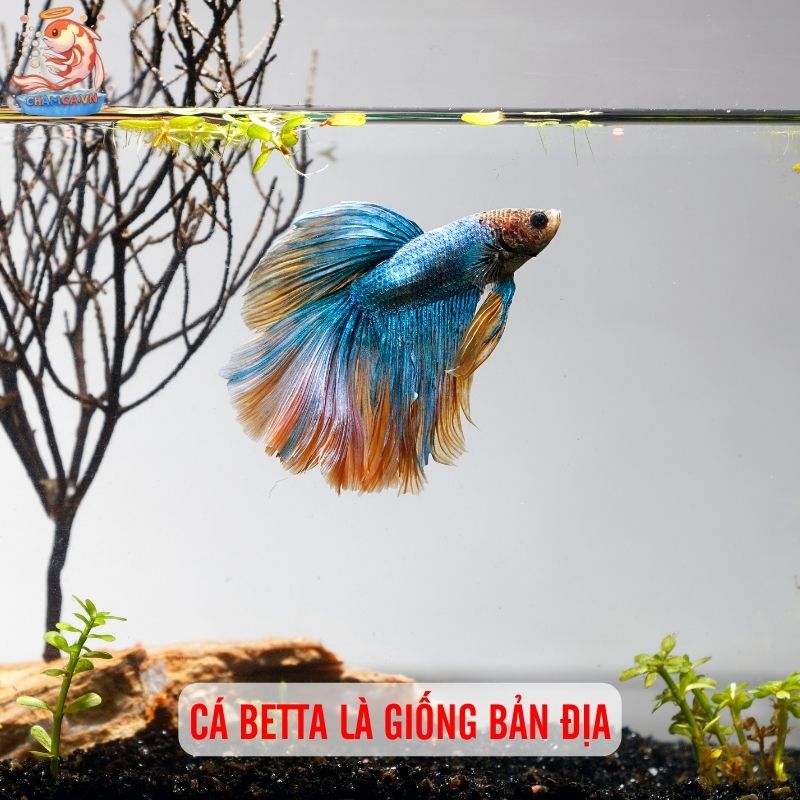Giải Mã Cá Betta: Cá Cảnh Quốc Dân Của Mọi Nhà 1 Cá Betta là giống bản địa