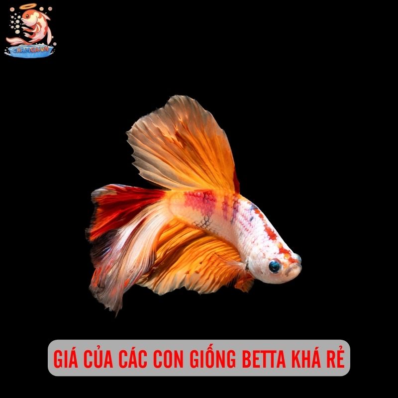 Giải Mã Cá Betta: Cá Cảnh Quốc Dân Của Mọi Nhà 2 Giá của các con giống Betta khá rẻ