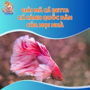 Giải Mã Cá Betta: Cá Cảnh Quốc Dân Của Mọi Nhà