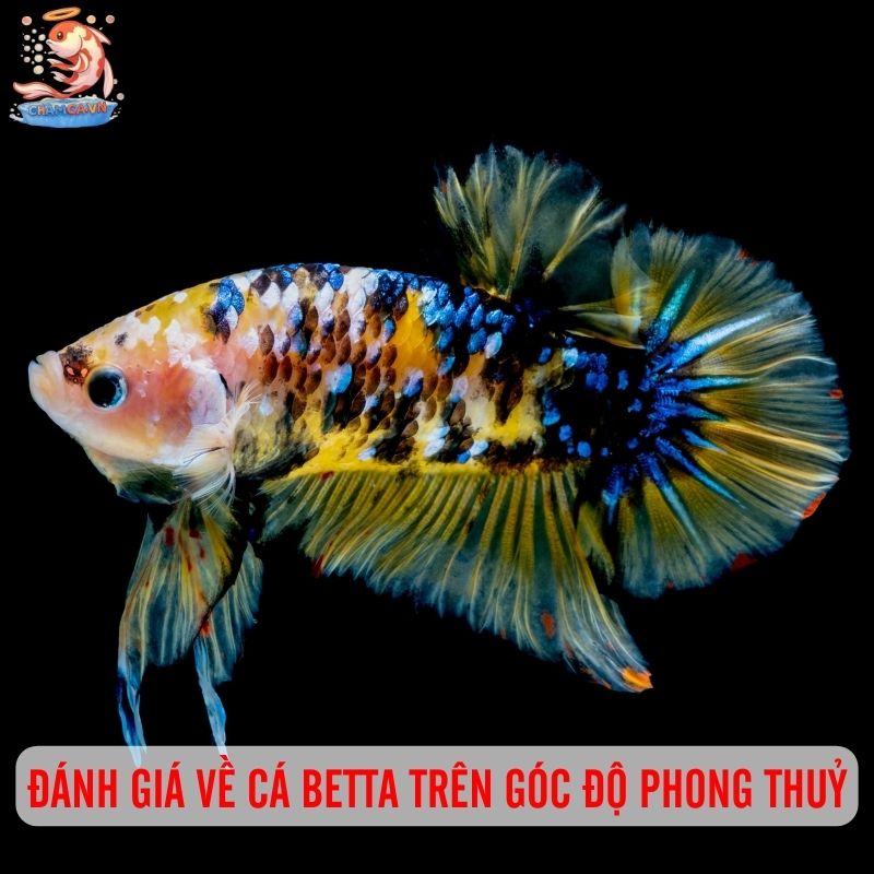 Giải Mã Cá Betta: Cá Cảnh Quốc Dân Của Mọi Nhà 3 Đánh giá về cá Betta trên góc độ phong thuỷ