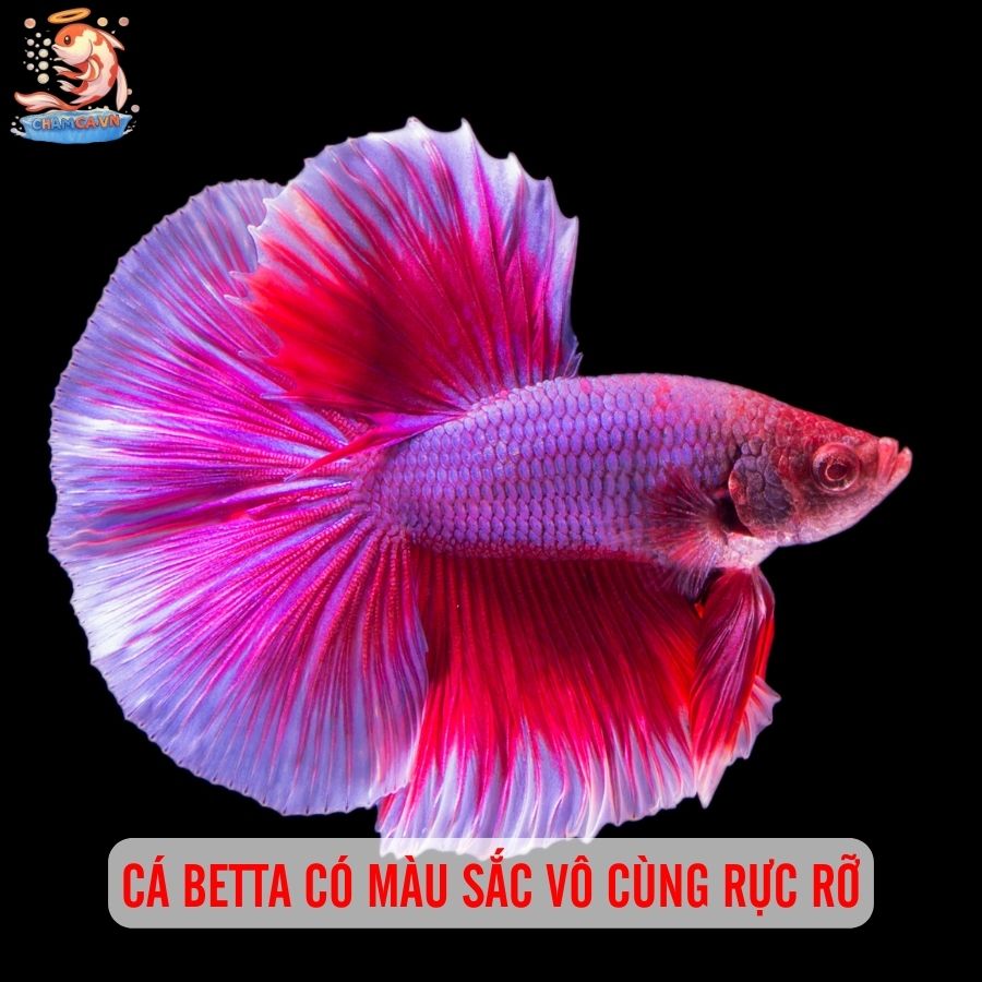 TOP 5 Cá Cảnh Cho Trẻ Em: Cực An Toàn & Dễ Nuôi 2 Cá Betta có màu sắc rất rực rỡ