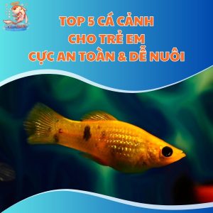 TOP 5 Cá Cảnh Cho Trẻ Em: Cực An Toàn & Dễ Nuôi