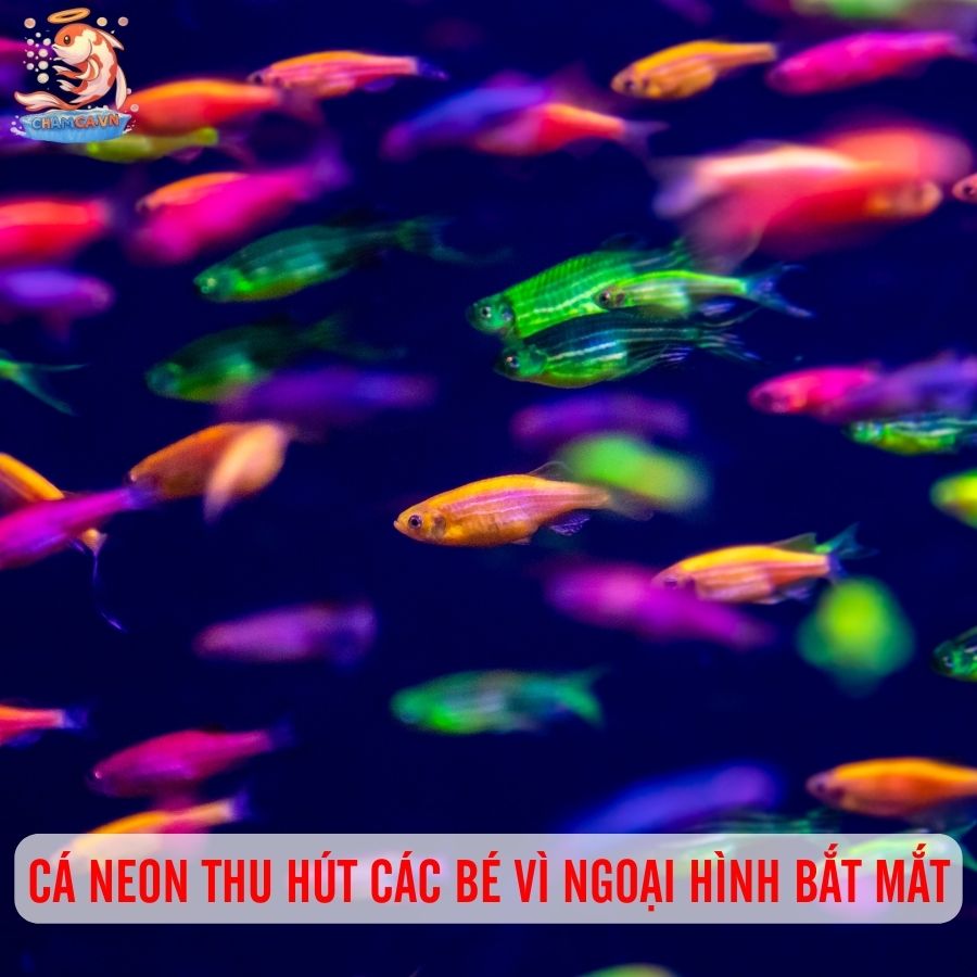 TOP 5 Cá Cảnh Cho Trẻ Em: Cực An Toàn & Dễ Nuôi 3 Cá Neon thu hút các bé vì ngoại hình bắt mắt