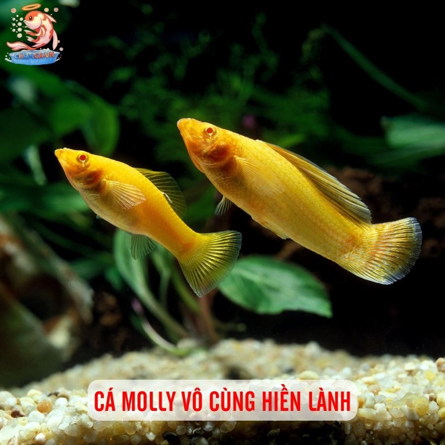 TOP 5 Cá Cảnh Cho Trẻ Em: Cực An Toàn & Dễ Nuôi 4 Cá Molly vô cùng hiền lành
