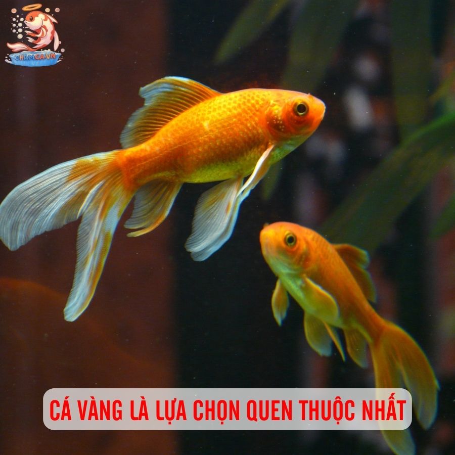 TOP 5 Cá Cảnh Cho Trẻ Em: Cực An Toàn & Dễ Nuôi 5 Cá vàng là lựa chọn quen thuộc nhất