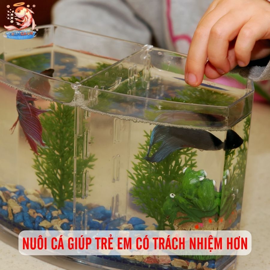 TOP 5 Cá Cảnh Cho Trẻ Em: Cực An Toàn & Dễ Nuôi 6 Nuôi cá giúp trẻ em có trách nhiệm hơn