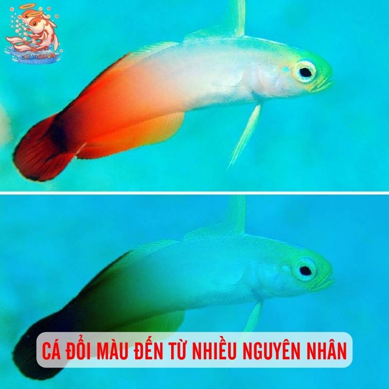 Cá Cảnh Đổi Màu Có Bất Thường Hay Không & Cách Xử Lý 1 Hiện tượng cá cảnh đổi màu có thể đến từ nhiều nguyên nhân khác nhau