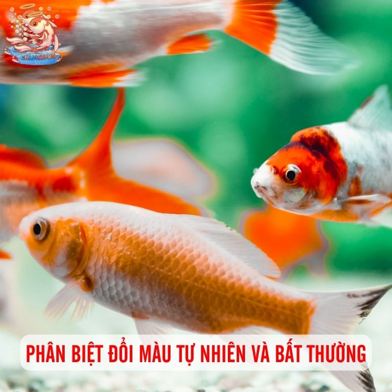 Cá Cảnh Đổi Màu Có Bất Thường Hay Không & Cách Xử Lý 2 Cách phân biệt cá đổi màu tự nhiên và bất thường