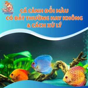 Cá Cảnh Đổi Màu Có Bất Thường Hay Không & Cách Xử Lý