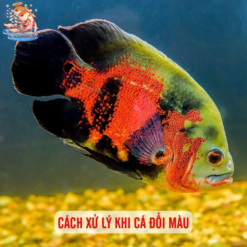 Cá Cảnh Đổi Màu Có Bất Thường Hay Không & Cách Xử Lý 3 Cách xử lý khi cá đổi màu