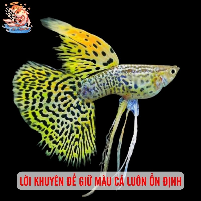 Cá Cảnh Đổi Màu Có Bất Thường Hay Không & Cách Xử Lý 4 Lời khuyên để giữ màu cá luôn ổn định