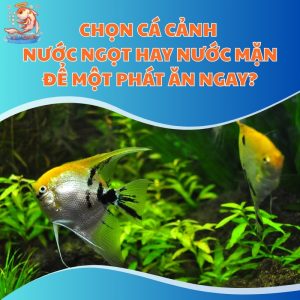 ca-canh-nuoc-ngot-hay-nuoc-man-thum