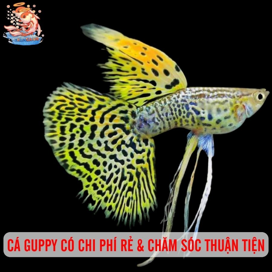 Cá Guppy - Giống Cả Cảnh Quốc Dân Của Mọi Nhà 1 Cá Guppy có chi phí rẻ & chăm sóc rất thuận tiện
