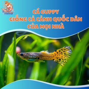 Cá Guppy - Giống Cả Cảnh Quốc Dân Của Mọi Nhà