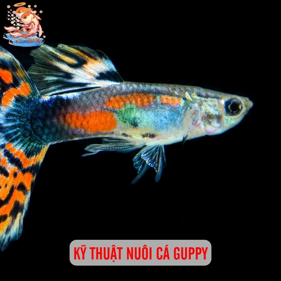 Cá Guppy - Giống Cả Cảnh Quốc Dân Của Mọi Nhà 3 Kỹ thuật nuôi cá Guppy