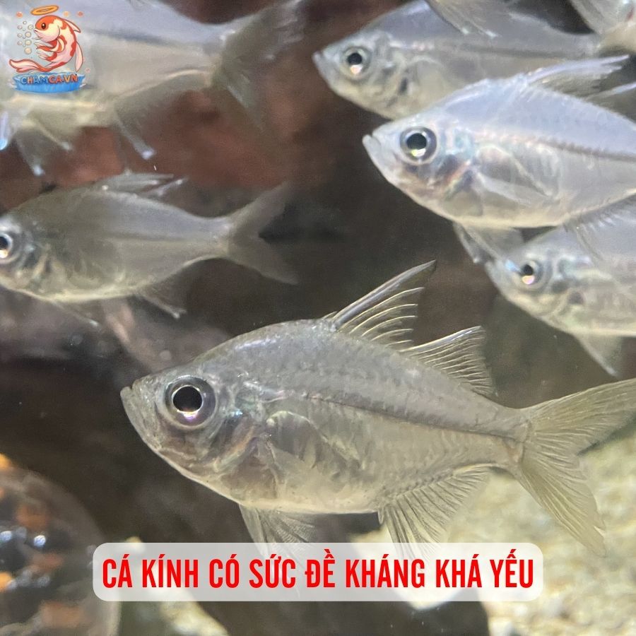 Cá Kính - Lựa Chọn Độc Lạ Của Cộng Đồng Thuỷ Sinh 6 Cá kính có sức đề kháng khá yếu