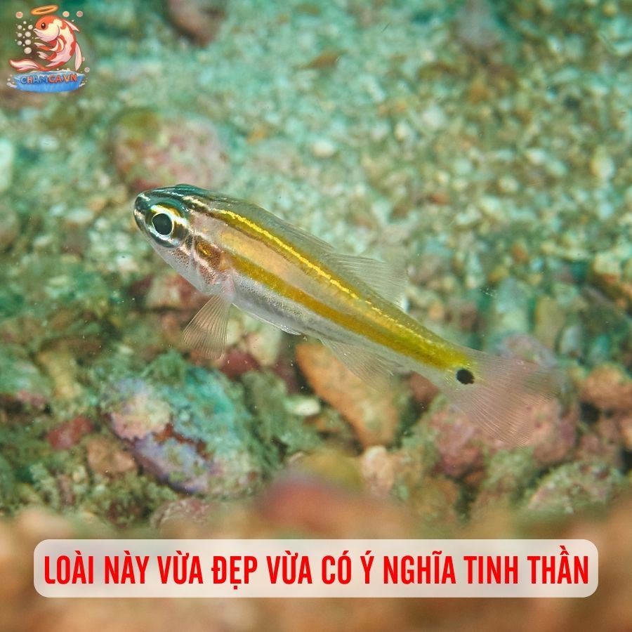 Cá Kính - Lựa Chọn Độc Lạ Của Cộng Đồng Thuỷ Sinh 2 Loài này vừa đẹp vừa có ý nghĩa tinh thần