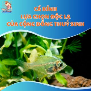 Cá Kính - Lựa Chọn Độc Lạ Của Cộng Đồng Thuỷ Sinh