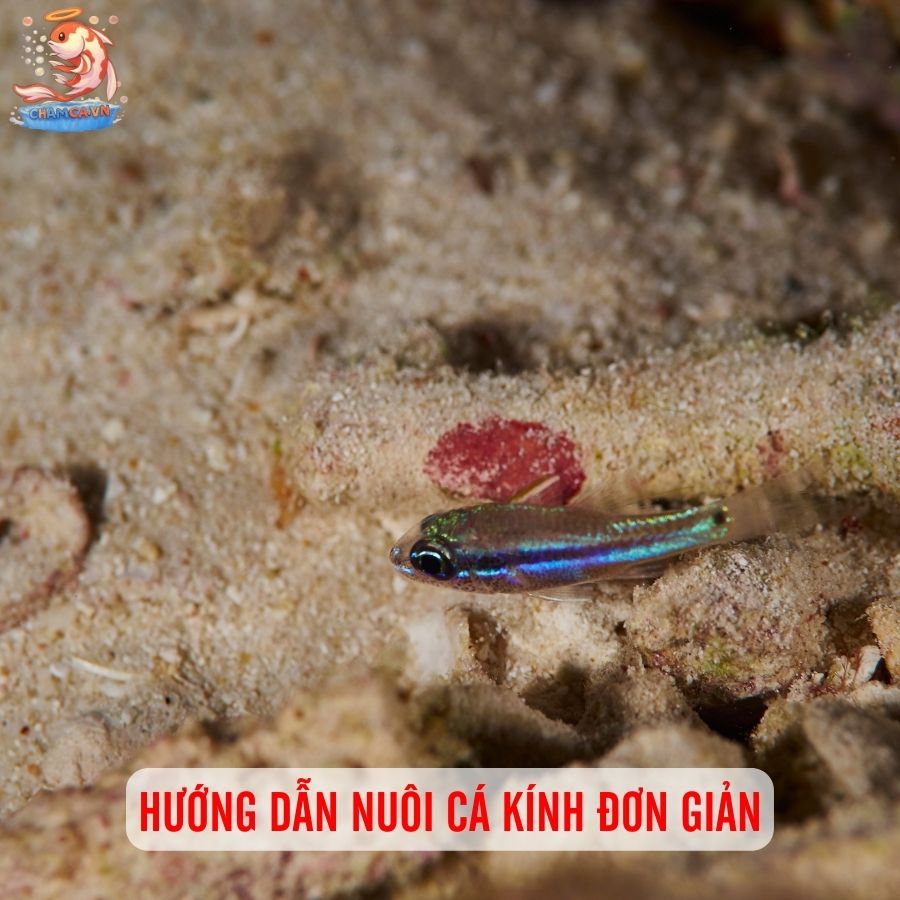 Cá Kính - Lựa Chọn Độc Lạ Của Cộng Đồng Thuỷ Sinh 3 Hướng dẫn nuôi cá kính đơn giản