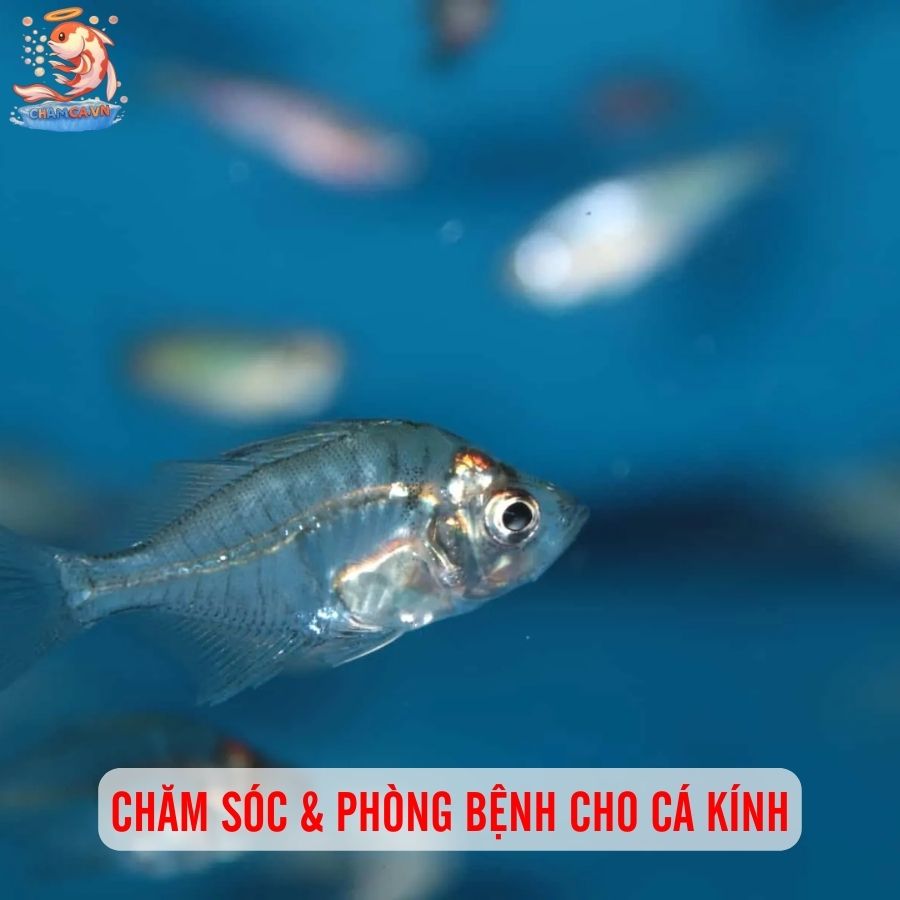 Cá Kính - Lựa Chọn Độc Lạ Của Cộng Đồng Thuỷ Sinh 4 Chăm sóc & phòng bệnh cho cá Kính