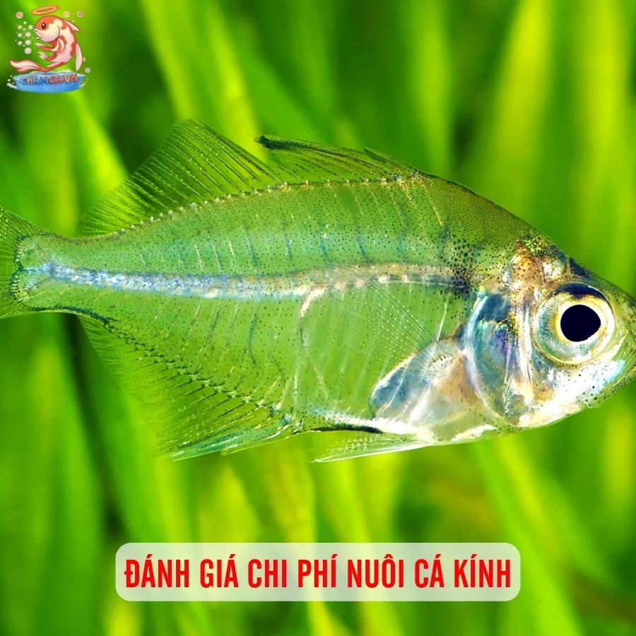 Cá Kính - Lựa Chọn Độc Lạ Của Cộng Đồng Thuỷ Sinh 5 Đánh giá chi phí nuôi cá Kính