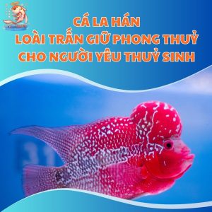 Cá La Hán - Loài Trấn Giữ Phong Thuỷ Cho Người Yêu Thuỷ Sinh