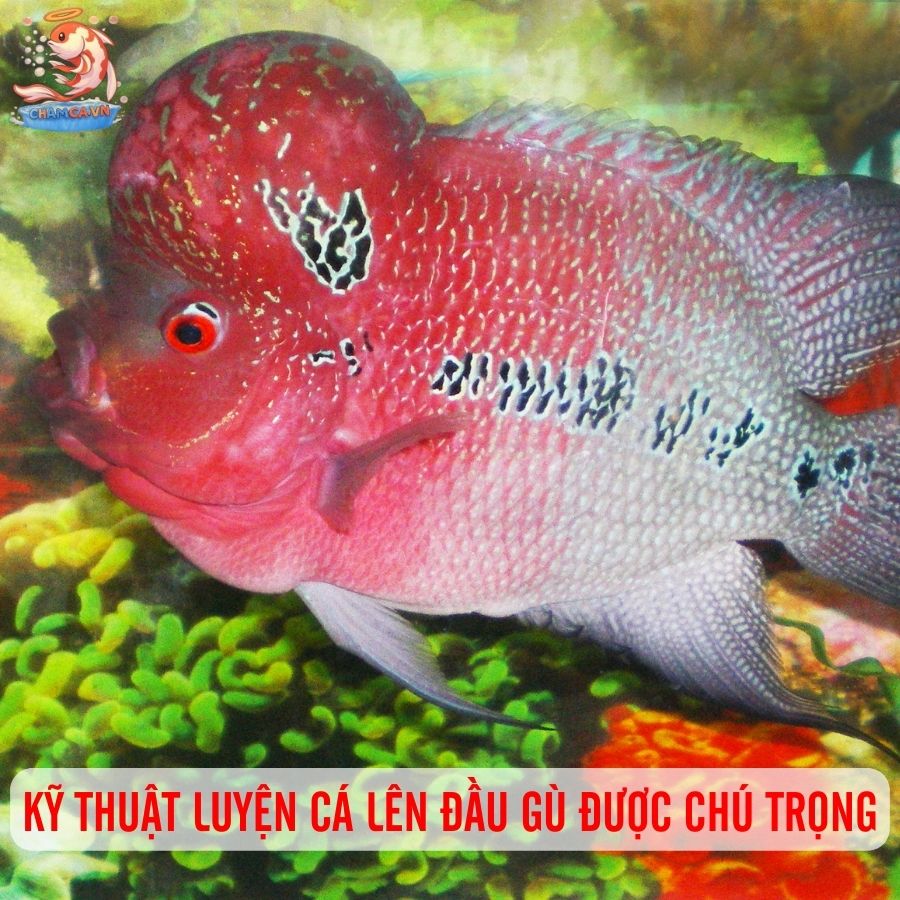 Cá La Hán - Loài Trấn Giữ Phong Thuỷ Cho Người Yêu Thuỷ Sinh 3 Kỹ thuật luyện cá lên đầu gù rất được chú trọng