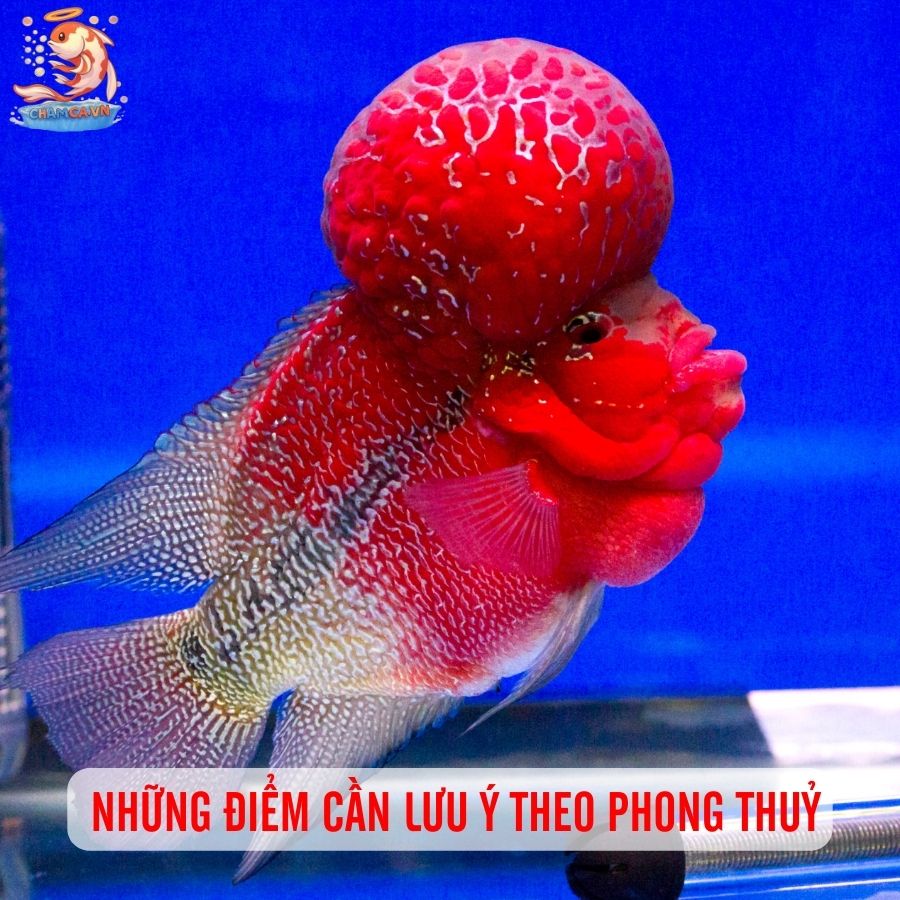 Cá La Hán - Loài Trấn Giữ Phong Thuỷ Cho Người Yêu Thuỷ Sinh 4 Những điểm cần lưu ý khi nuôi cá theo phong thuỷ