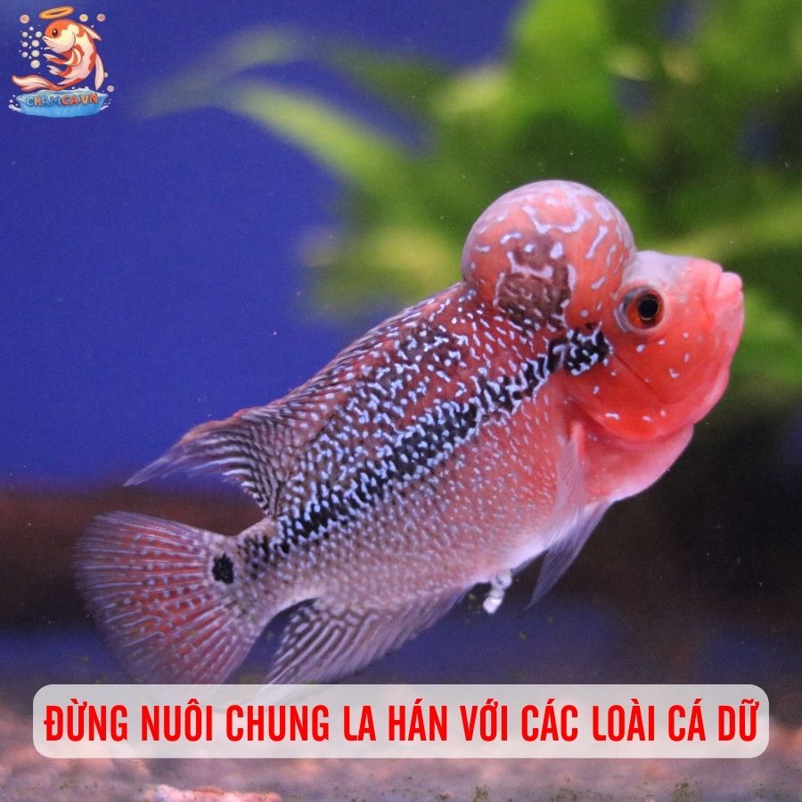 Cá La Hán - Loài Trấn Giữ Phong Thuỷ Cho Người Yêu Thuỷ Sinh 6 Đừng nuôi chung La Hán với các loài cá dữ
