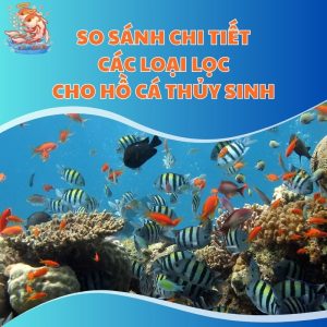 So Sánh Chi Tiết Các Loại Lọc Cho Hồ Cá Thủy Sinh
