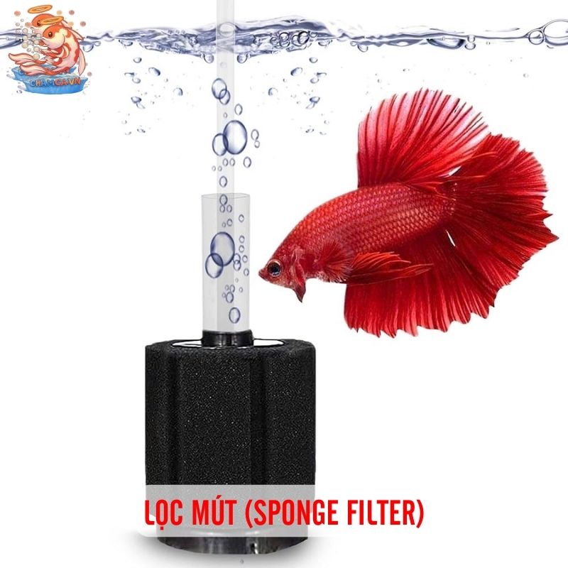 So Sánh Chi Tiết Các Loại Lọc Cho Hồ Cá Thủy Sinh 3 Lọc mút (Sponge filter)