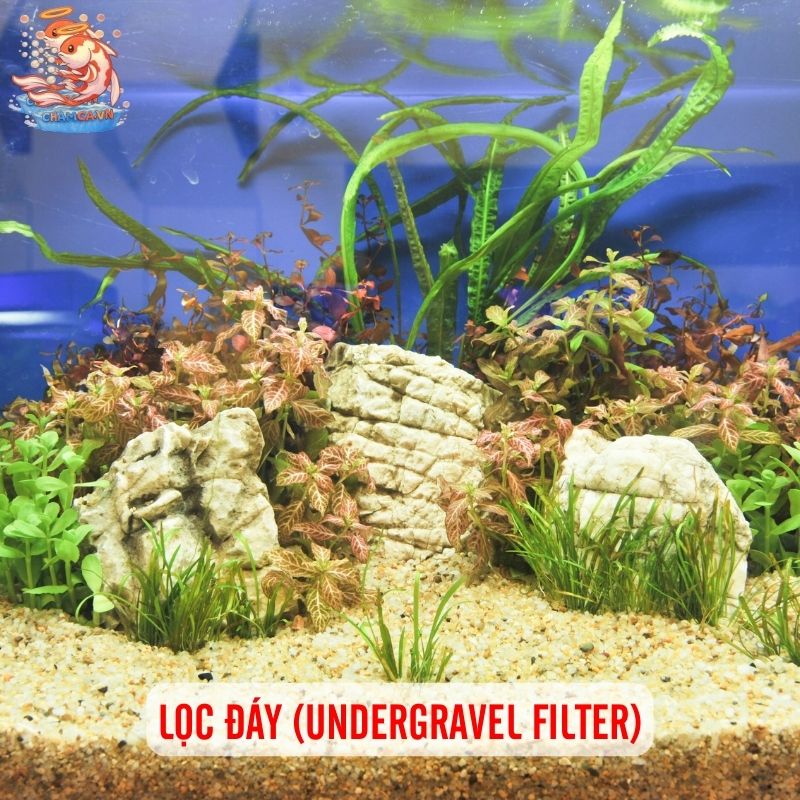 So Sánh Chi Tiết Các Loại Lọc Cho Hồ Cá Thủy Sinh 4 Lọc đáy (Undergravel filter)