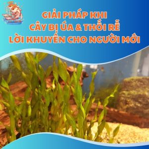 Giải Pháp Khi Cây Bị Úa & Thối Rễ: Lời Khuyên Cho Người Mới