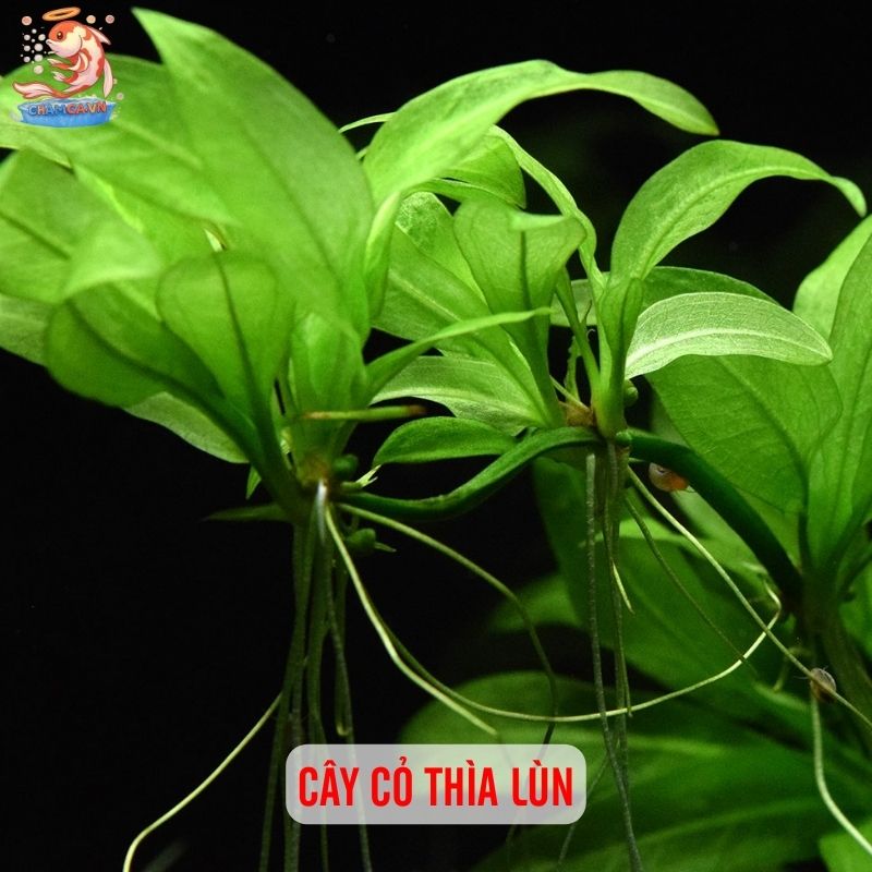 TOP 20 Loại Cây Thủy Sinh Dễ Trồng Cho Người Mới Bắt Đầu 9 Cây cỏ thìa lùn