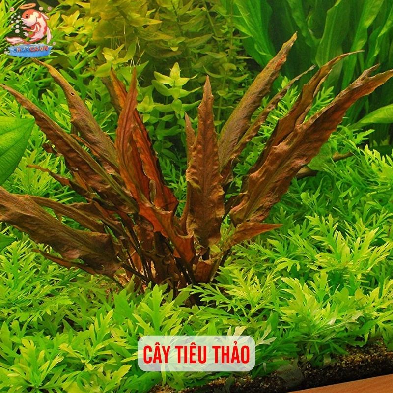TOP 20 Loại Cây Thủy Sinh Dễ Trồng Cho Người Mới Bắt Đầu 10 Cây tiêu thảo