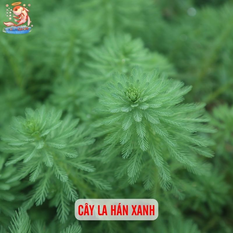 TOP 20 Loại Cây Thủy Sinh Dễ Trồng Cho Người Mới Bắt Đầu 12 Cây la hán xanh