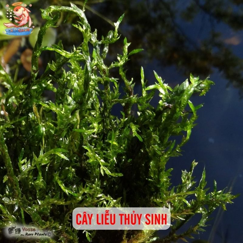 TOP 20 Loại Cây Thủy Sinh Dễ Trồng Cho Người Mới Bắt Đầu 13 Cây liễu thủy sinh