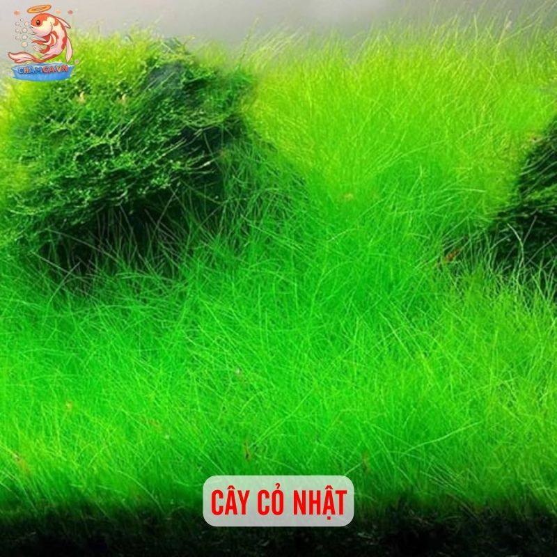 TOP 20 Loại Cây Thủy Sinh Dễ Trồng Cho Người Mới Bắt Đầu 14 Cây cỏ nhật