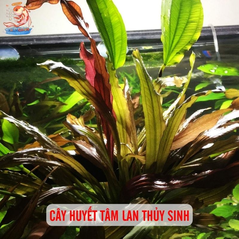 TOP 20 Loại Cây Thủy Sinh Dễ Trồng Cho Người Mới Bắt Đầu 15 Cây huyết tâm lan thủy sinh