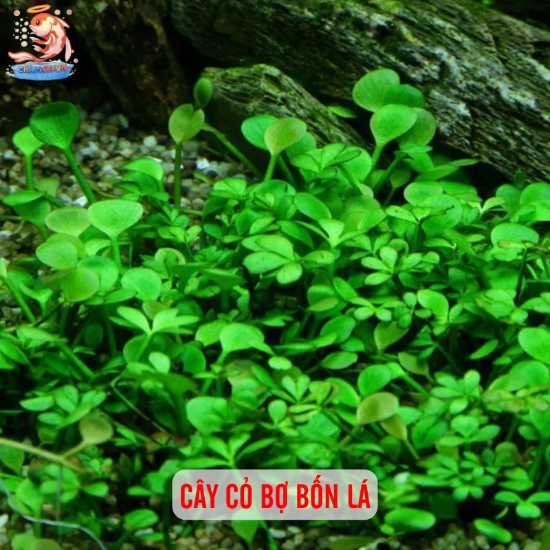 TOP 20 Loại Cây Thủy Sinh Dễ Trồng Cho Người Mới Bắt Đầu 16 Cây cỏ bợ bốn lá