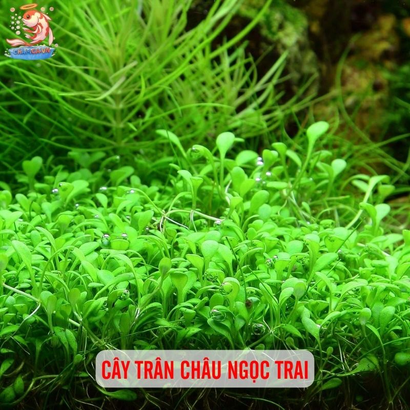 TOP 20 Loại Cây Thủy Sinh Dễ Trồng Cho Người Mới Bắt Đầu 17 Cây trân châu ngọc trai