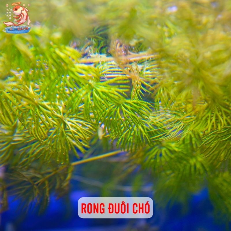 TOP 20 Loại Cây Thủy Sinh Dễ Trồng Cho Người Mới Bắt Đầu 1 Rong đuôi chó