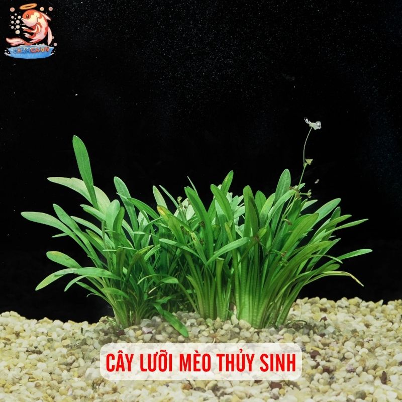 TOP 20 Loại Cây Thủy Sinh Dễ Trồng Cho Người Mới Bắt Đầu 18 Cây lưỡi mèo thủy sinh