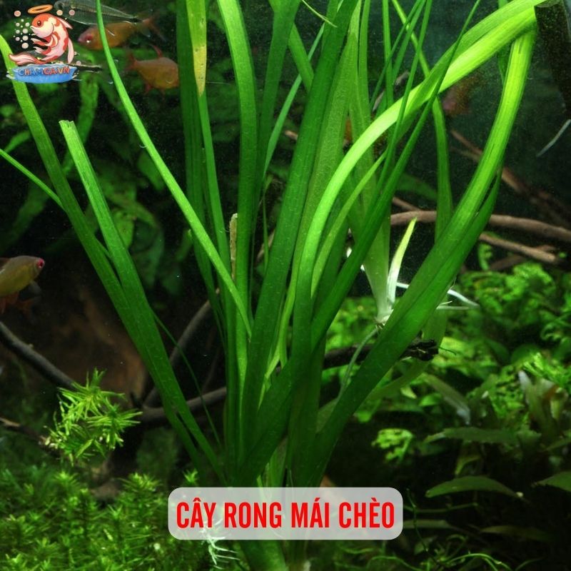 TOP 20 Loại Cây Thủy Sinh Dễ Trồng Cho Người Mới Bắt Đầu 19 Cây rong mái chèo